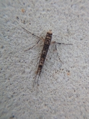 Conopomorpha cyanospila