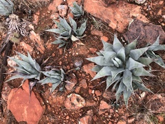 Agave verdensis