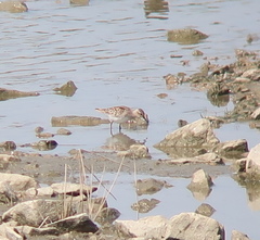 Calidris acuminata