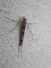 Conopomorpha cyanospila