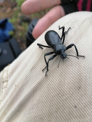 Eleodes grandicollis