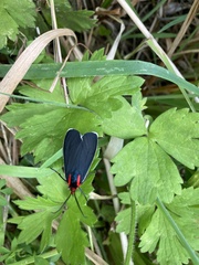 Ctenucha multifaria