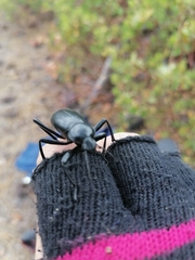 Eleodes grandicollis