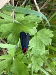 Ctenucha multifaria