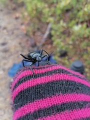 Eleodes grandicollis