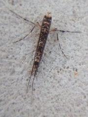 Conopomorpha cyanospila