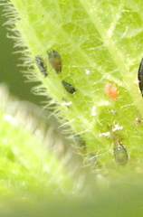 Aphis spiraecola