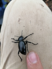 Eleodes grandicollis