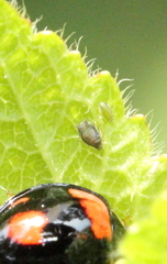 Aphis spiraecola
