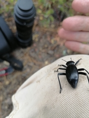 Eleodes grandicollis