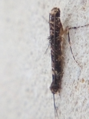 Conopomorpha cyanospila