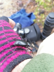 Eleodes grandicollis