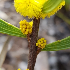 Acacia lanigera