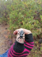 Eleodes grandicollis