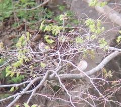 Emberiza chrysophrys