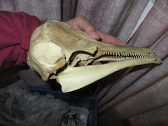 Cephalorhynchus hectori