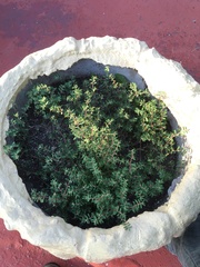 Euphorbia maculata