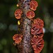 Anthracophyllum discolor - Photo 由 Viviana Salazar-Vidal 所上傳的 (c) Viviana Salazar-Vidal，保留部份權利CC BY-NC