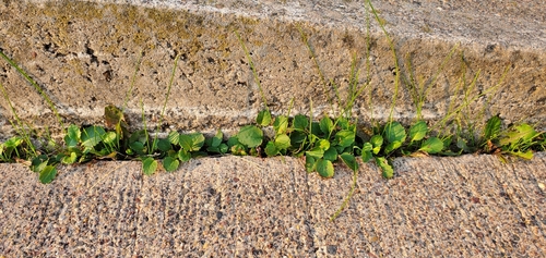 Image of Packera indecora by (c) Sarah Johnson, some rights reserved (CC BY)