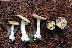 Amanita toxica