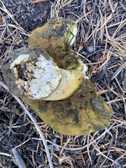 Butyriboletus abieticola