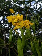 Senna viarum