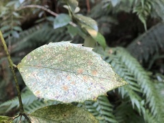 Atherosperma moschatum moschatum