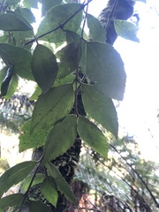 Atherosperma moschatum moschatum