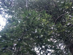 Atherosperma moschatum moschatum