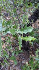 Quercus graciliformis