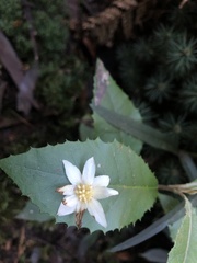 Atherosperma moschatum moschatum