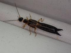 Euborellia cincticollis