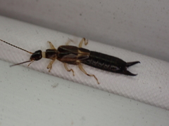 Euborellia cincticollis