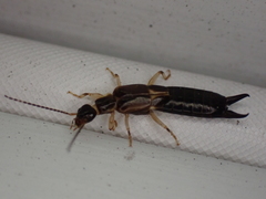 Euborellia cincticollis