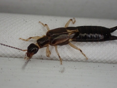 Euborellia cincticollis