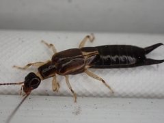 Euborellia cincticollis