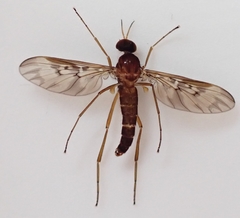 Sylvicola neozelandicus