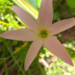 Zephyranthes rosea