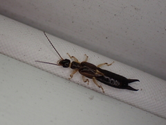 Euborellia cincticollis