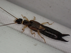 Euborellia cincticollis