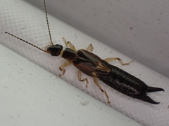 Euborellia cincticollis