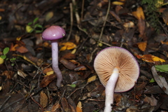 Cortinarius magellanicus