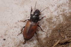 Anisodactylus sanctaecrucis