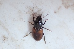 Anisodactylus sanctaecrucis