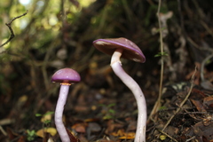 Cortinarius magellanicus