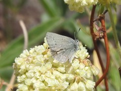 Satyrium semiluna