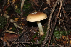 Amanita diemii