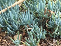 Crithmum maritimum