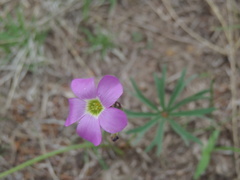 Oxalis divergens