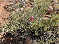 Hakea grammatophylla